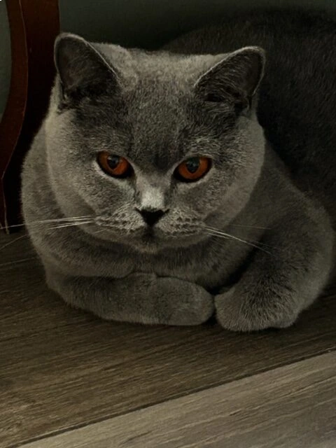 tete d'un chat de la race british shorthair