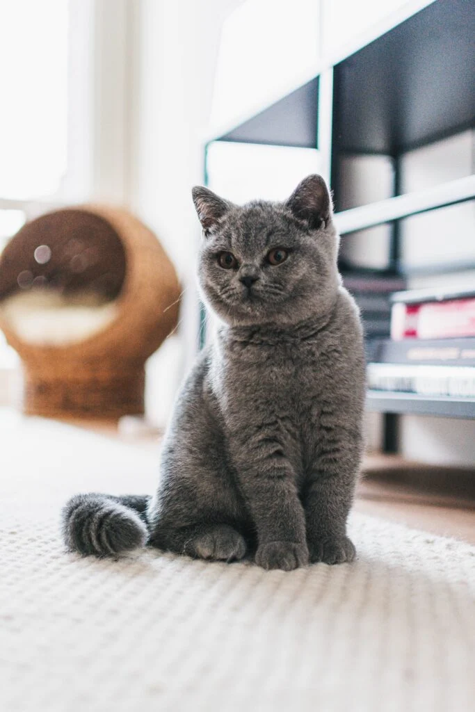 chaton de la race british shorthair