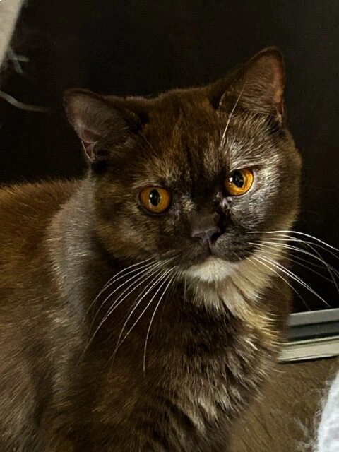 tess femelle british shorthair de la chatterie des tetes rondes