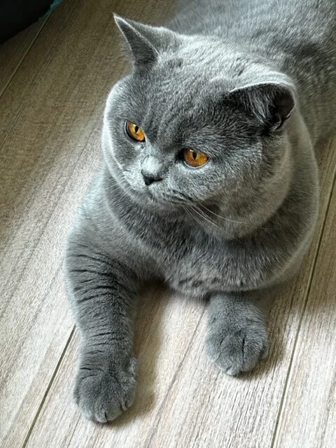 british shorthair males allongé de la chatterie des tetes rondes