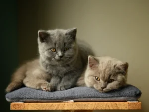 difference entre british shorthair ou scottish fold