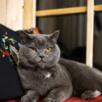 photo qui montre pourquoi choisir la race britishshorthair