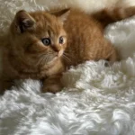 photo d un chaton en cours de sociabilisation