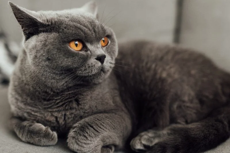 chat de la race british shorthair allongé